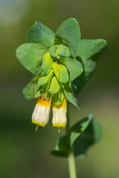 Szczegóły grupy pięknych kwiatów rośliny Palomera lub Cerinthe gymnandra
