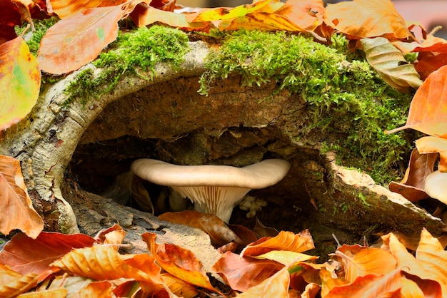 Szczegóły grzybów i zbliżenia w bukowym lesie jesienią