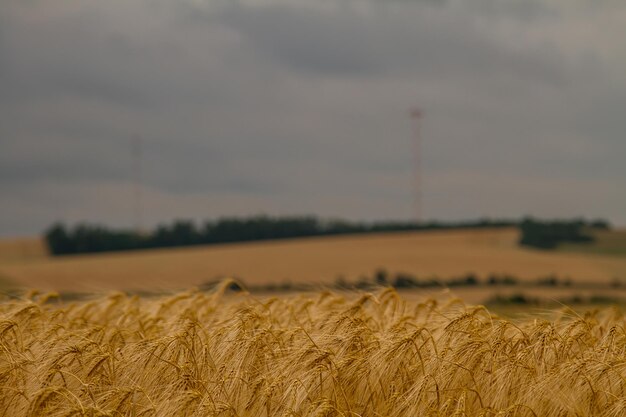 Szczegóły jęczmienia