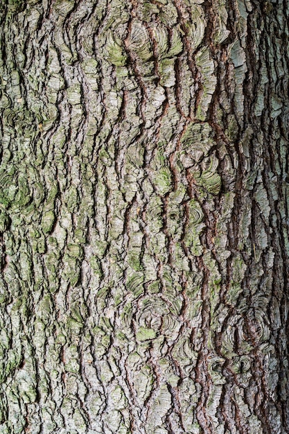 Szczegóły kory drzewa jako tekstura lub tło