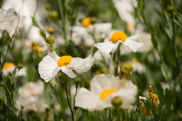 Szczegóły kwiatów maku kalifornijskiego