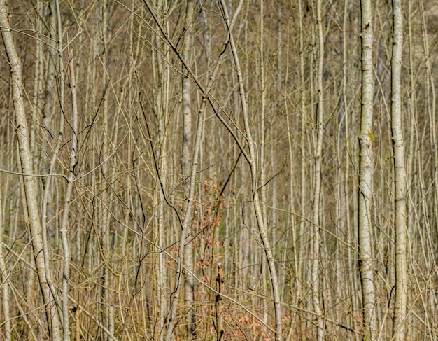 Szczegóły lasu naturalnego