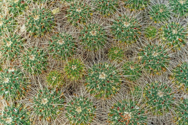 Szczegóły Na Trichocereus Macrogonus, Tło