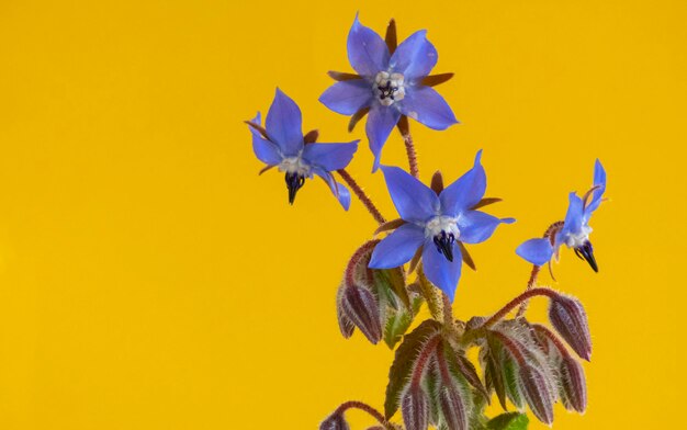Szczegóły niebieskich kwiatów rośliny ogórecznika wyizolowanych na żółtym tle