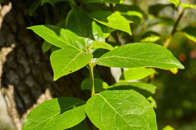 Szczegóły niektórych liści drzewa kakaowego, szczegóły samego liścia z żyłkami są wyraźnie widoczne.