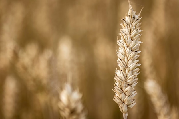 Szczegóły organicznych kolców jęczmienia w uprawie