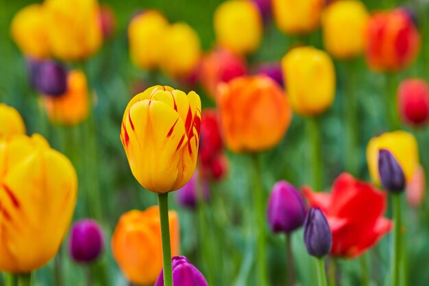 Szczegóły oszałamiających wiosennych kwiatów tulipanów w ogrodzie