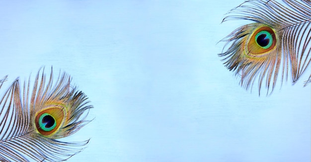 Szczegóły pawie pióro oko na turkusowym tle. Luksusowa abstrakcyjna tekstura na tapetę Paw, kolor niebiesko-zielony. Ekstrawaganckie upierzenie samca pawia indyjskiego - ogon ostro zakończony z ukrytych piór,