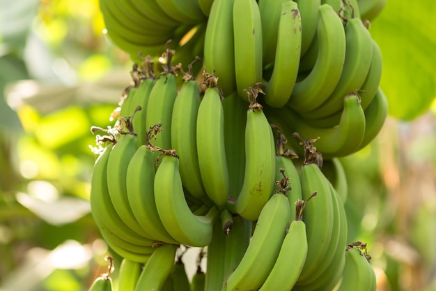 Szczegóły plantacji bananów w Luksorze w Egipcie.