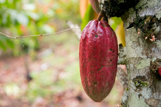 Szczegóły strączek kakaowych na plantacji kakao organicznej w peruwiańskiej dżungli w regionie San Martn