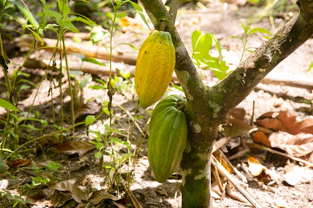 Szczegóły strączek kakaowych na plantacji kakao organicznej w peruwiańskiej dżungli w regionie San Martn