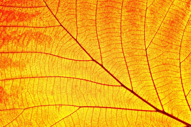 Szczegóły tekstury liści na liściach.