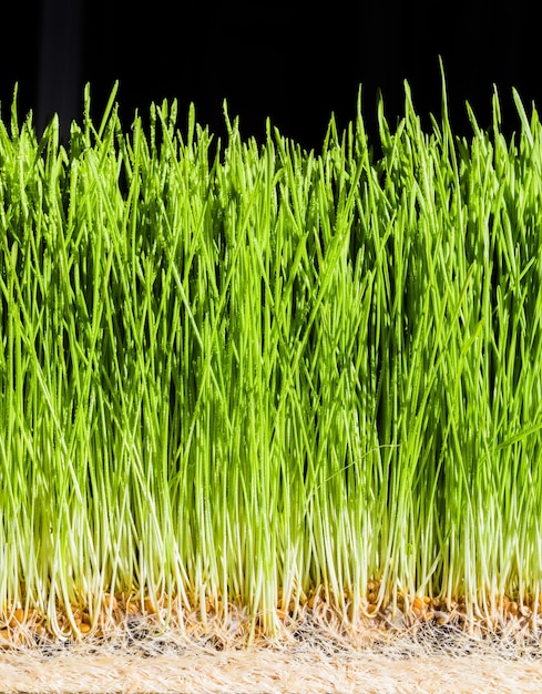 Szczegóły trawy pszenicznej nasion korzeni i zdrowych dojrzałych kiełków
