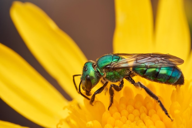 Szczegóły zielonej pszczoły na żółtym kwiacie Augochlora