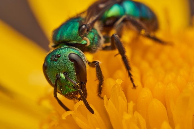 Szczegóły zielonej pszczoły na żółtym kwiacie Augochlora