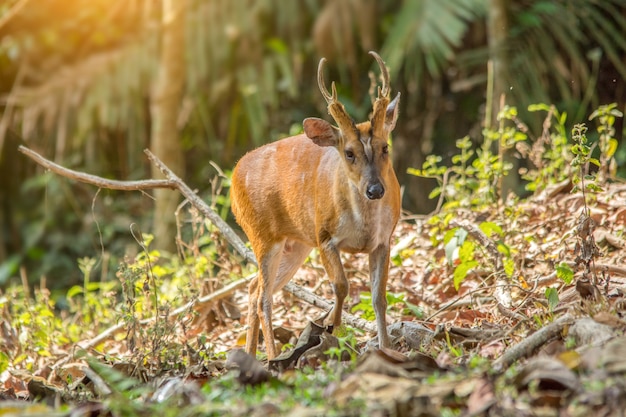 Szczekanie jelenia lub Muntjac jelenie w przyrodzie