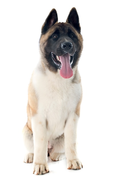 szczeniak amerykański akita