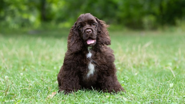 Szczeniak amerykański cocker spaniel brązowego koloru z uroczym pyskiem siedzi na trawie.