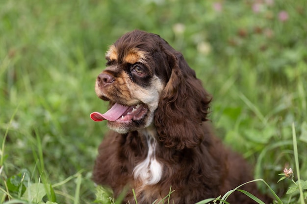 Szczeniak amerykański cocker spaniel brązowego koloru z uroczym pyskiem siedzi na trawie.