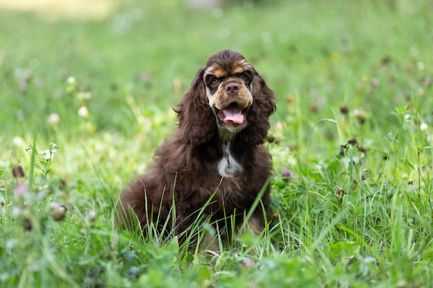 Szczeniak amerykański cocker spaniel brązowego koloru z uroczym pyskiem siedzi na trawie.