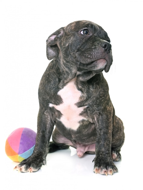 szczeniak amerykański staffordshire terrier