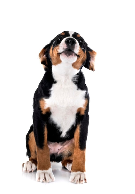 Szczeniak Appenzeller Sennenhund
