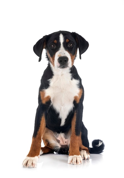 Szczeniak Appenzeller Sennenhund