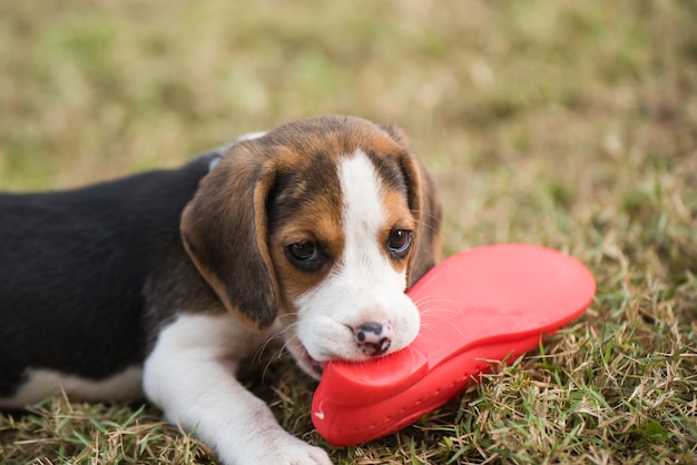 szczeniak beagle gryźć buta na zielonym polu