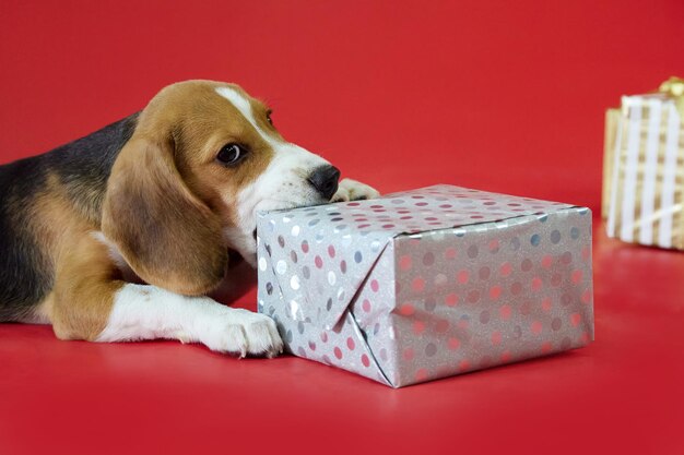 Zdjęcie szczeniak beagle na czerwonym tle otwiera prezent z kłami patrzącymi w kamerę
