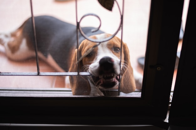 Szczeniak beagle słodkie ugryźć klatkę