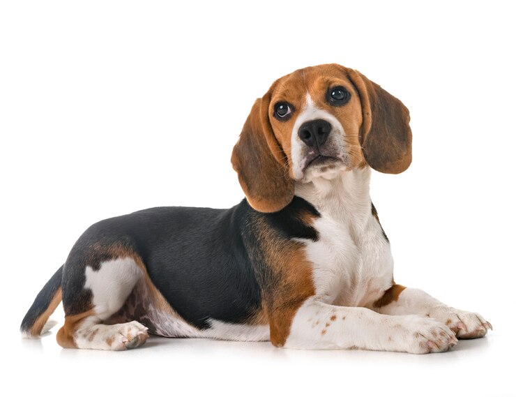 Zdjęcie szczeniak beagle w studio