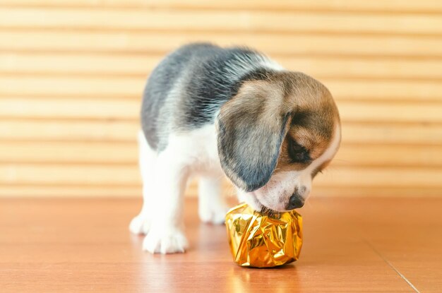 Szczeniak Beagle