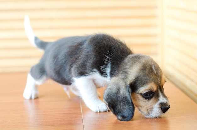 Szczeniak Beagle