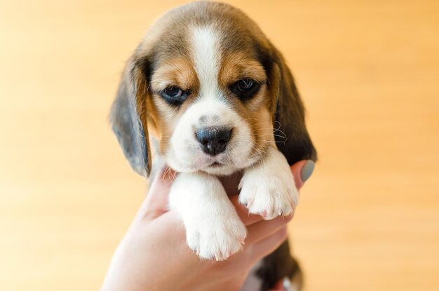 Szczeniak Beagle