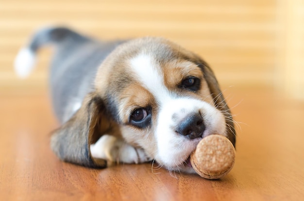 Szczeniak Beagle