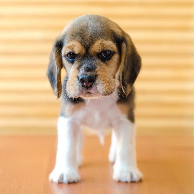 Szczeniak Beagle