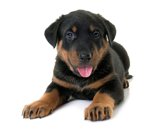 szczeniak beauceron w studio