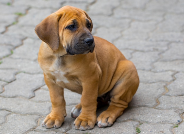 Szczeniak Boerboel Z Rpa - Gra Na Zewnątrz W Ogrodzie.