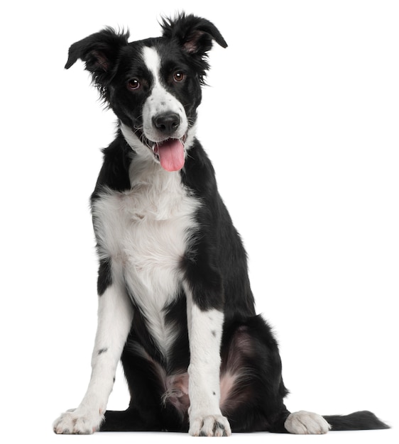 Szczeniak Border Collie, 5 miesięcy, siedzący