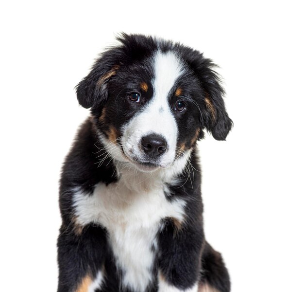 Szczeniak Border Collie mieszanej rasy Border Collie i Bernese Mountain Dog w wieku trzech miesięcy