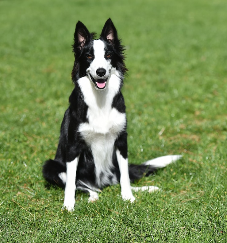 Zdjęcie szczeniak border collie