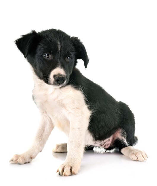 Szczeniak Border Collie