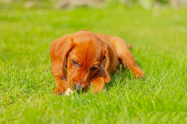 Zdjęcie szczeniak brązowego psa myśliwskiego vizsla gra na zielonej trawie