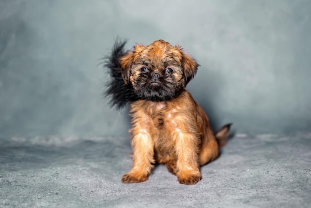 Szczeniak Brussels Griffon siedzi na szarym tle Śliczny Wysokiej jakości zdjęcie