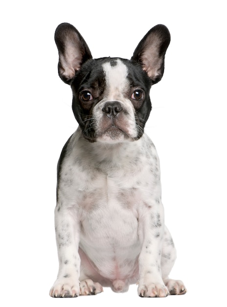 Szczeniak Buldog francuski w wieku 5 miesięcy. Portret psa na białym tle