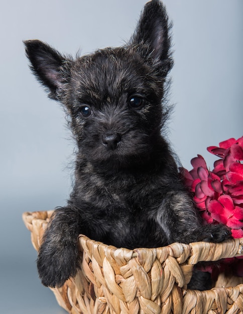 Szczeniak Cairn Terrier Z Czerwonymi Kwiatami Hortensji