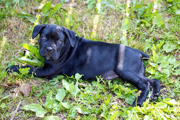 Szczeniak Cane Corso