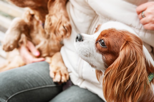 Szczeniak Cavalier King Charles Spaniel z właścicielem. Spadek. Jesień.