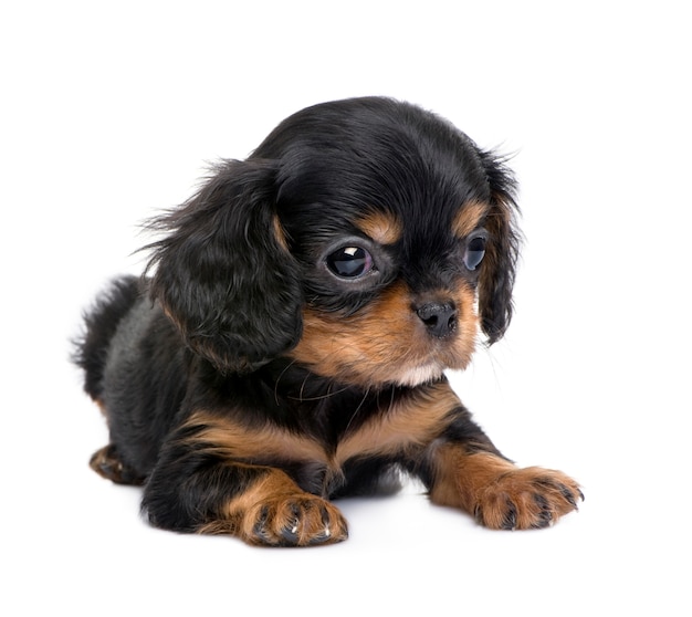 Szczeniak Cavalier King Charles W Wieku 7 Tygodni. Portret Psa Na Białym Tle