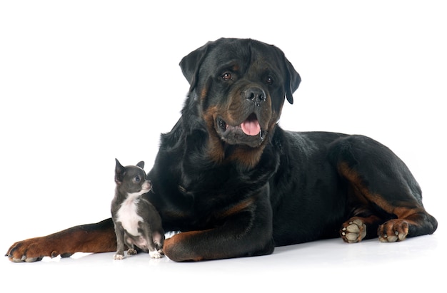 Szczeniak chihuahua i rottweiler